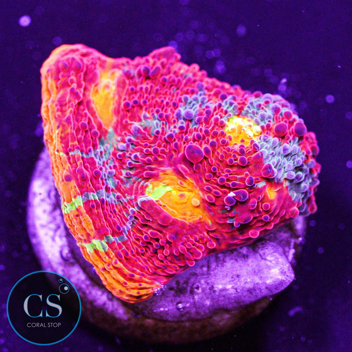 Dynamite Rainbow Chalice