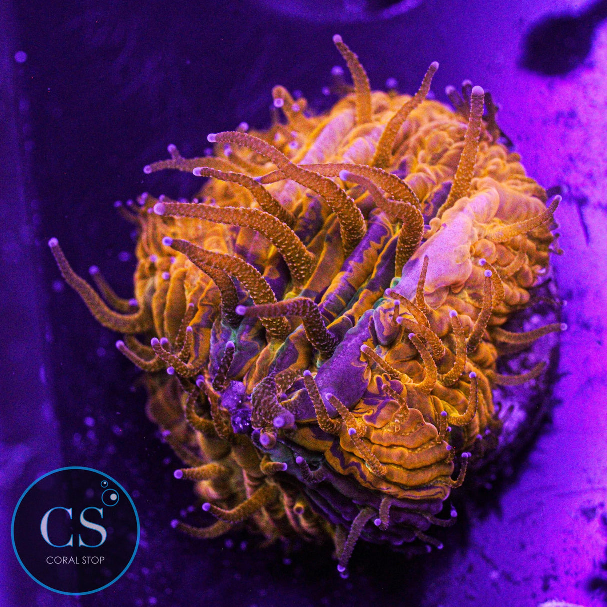 Purple Monster Plate