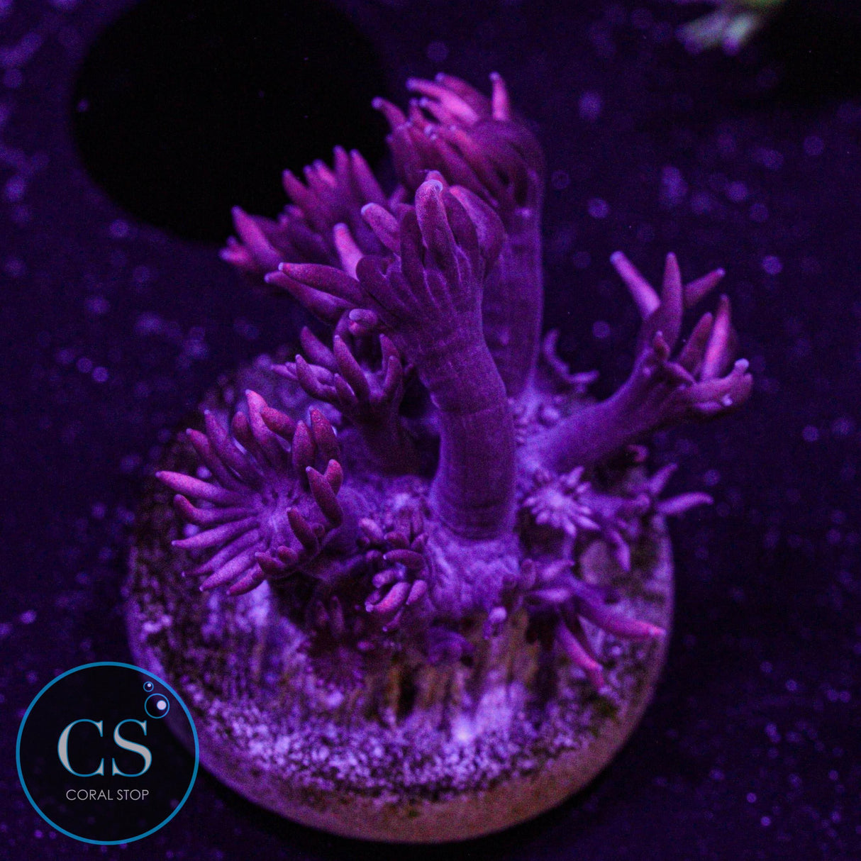 Red Goniopora