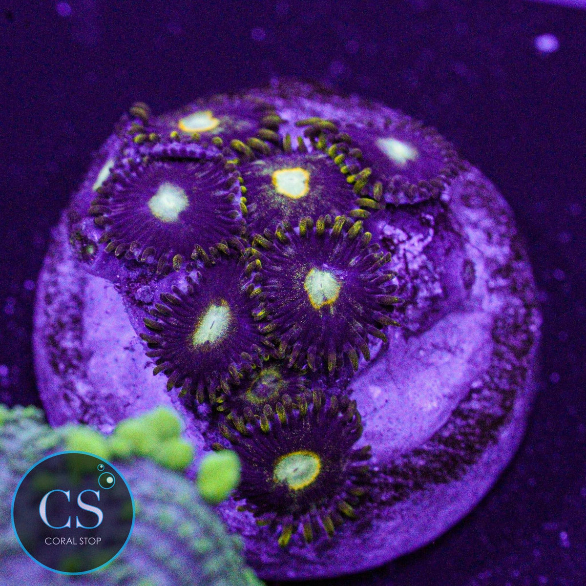 Murder Hornet Zoa