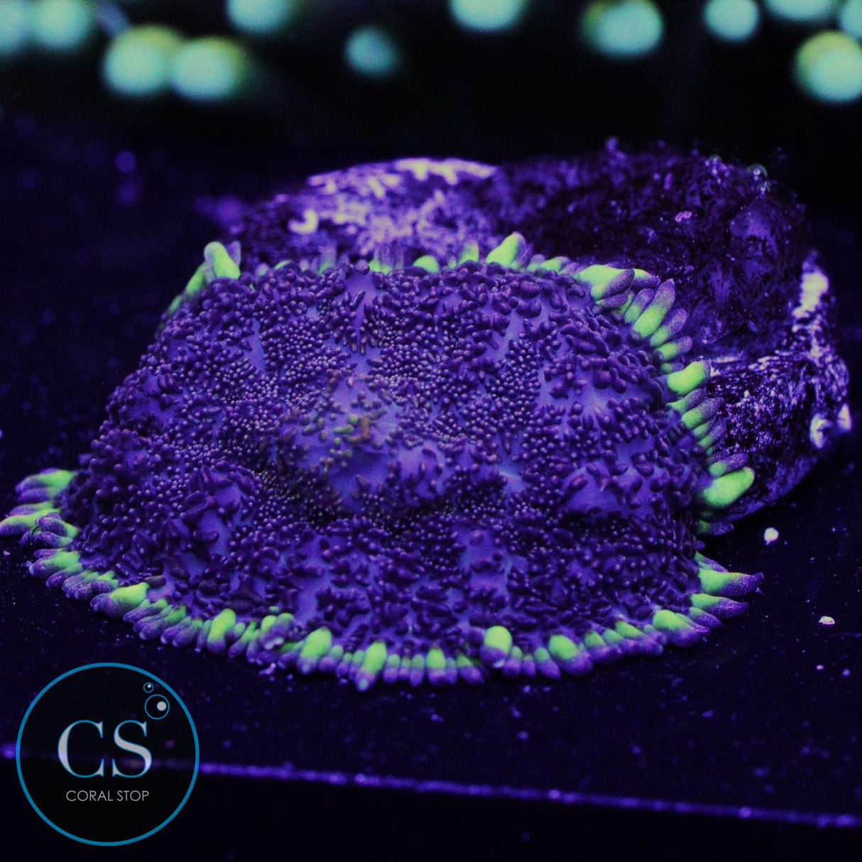 MIDNIGHT EMBERS MUSHROOM