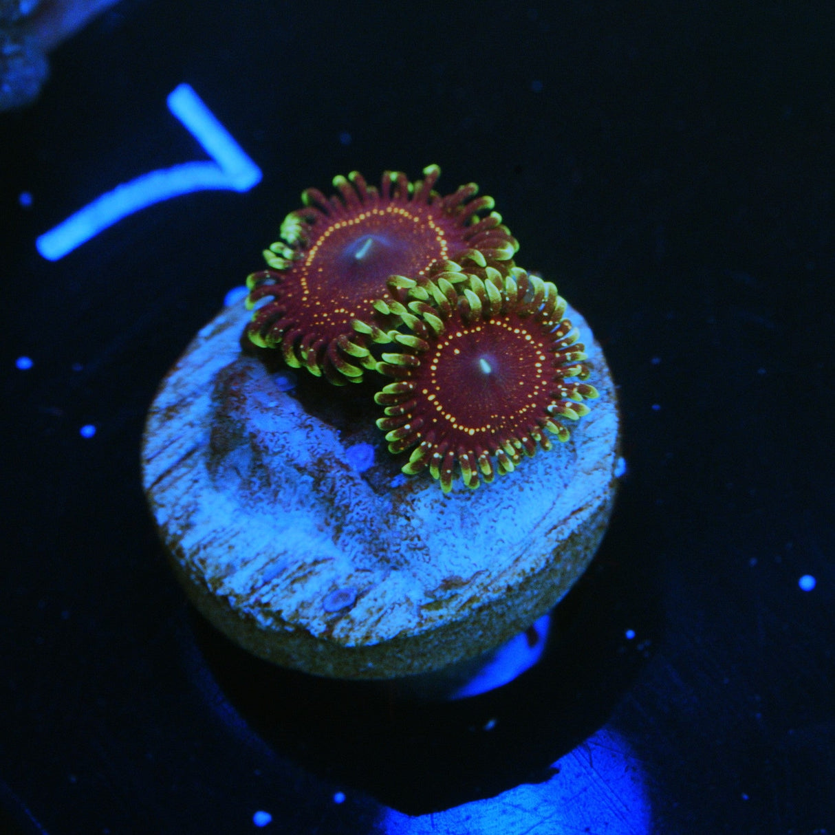 PSYCHOSIS ZOA