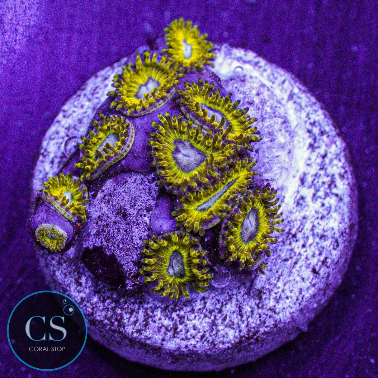 Pikachu Zoa
