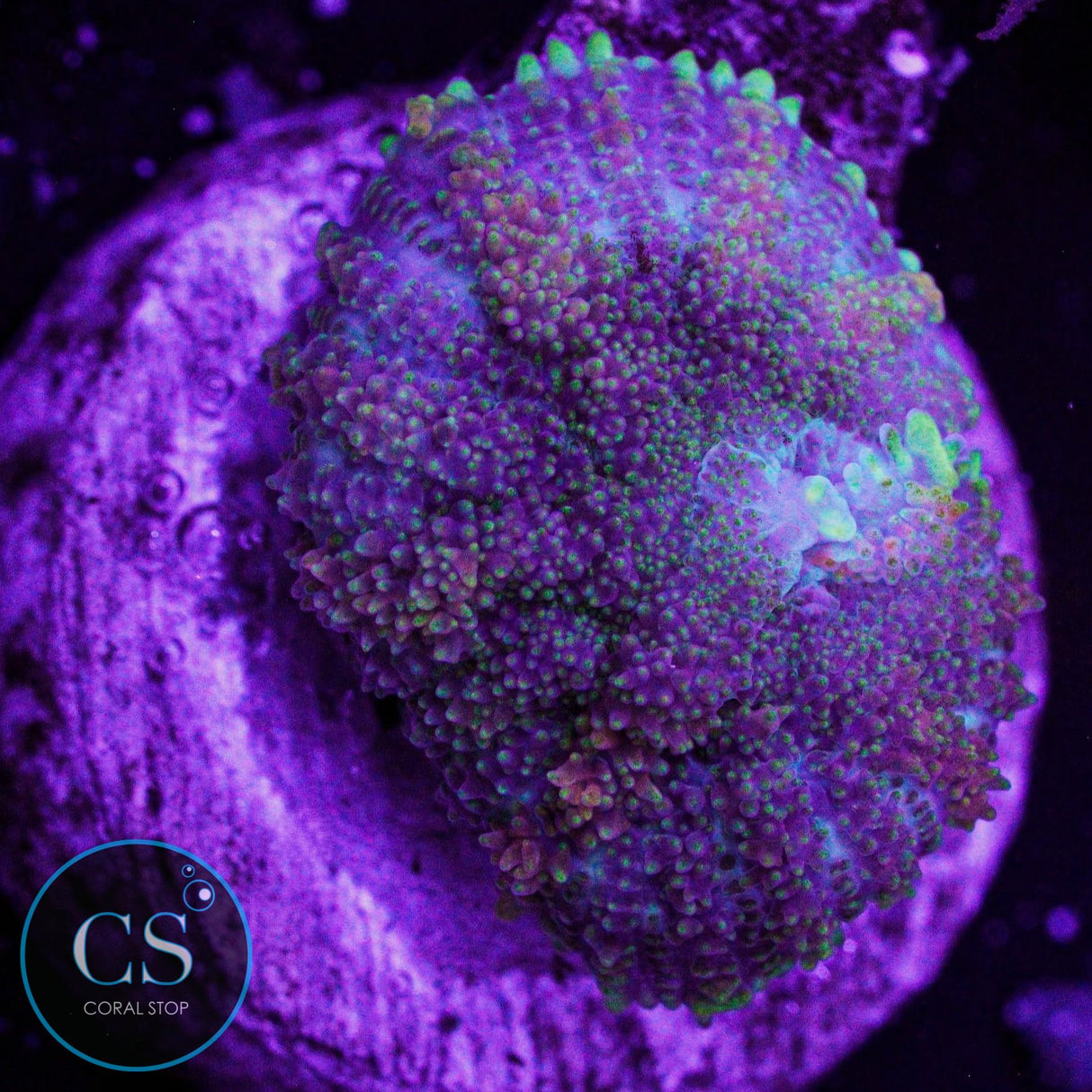 CS Midnight Embers Mushroom