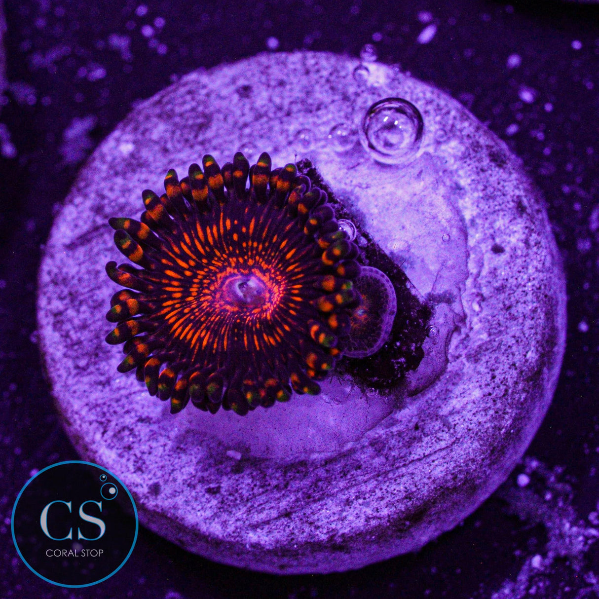 Campfire Zoa