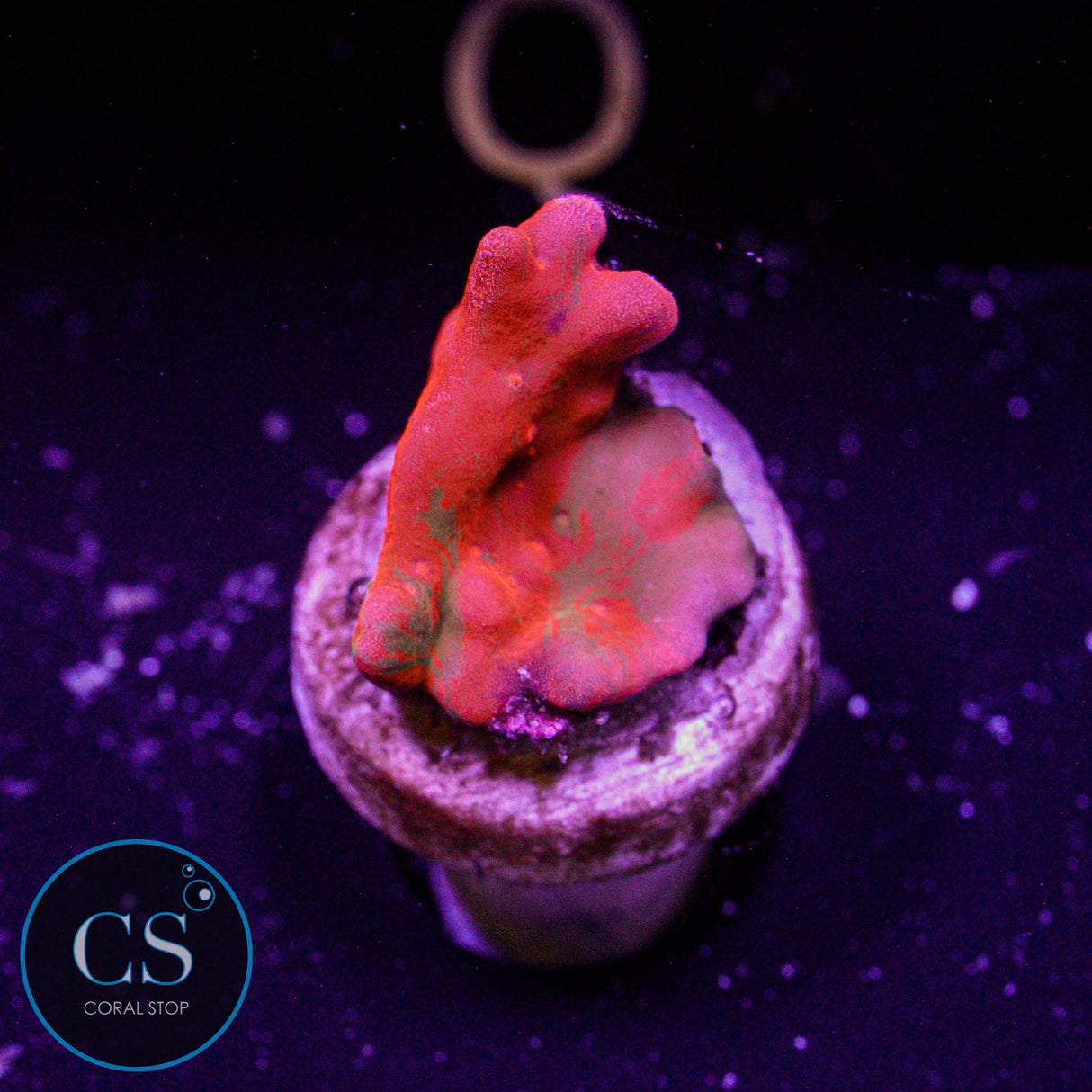 Grafted Setosa