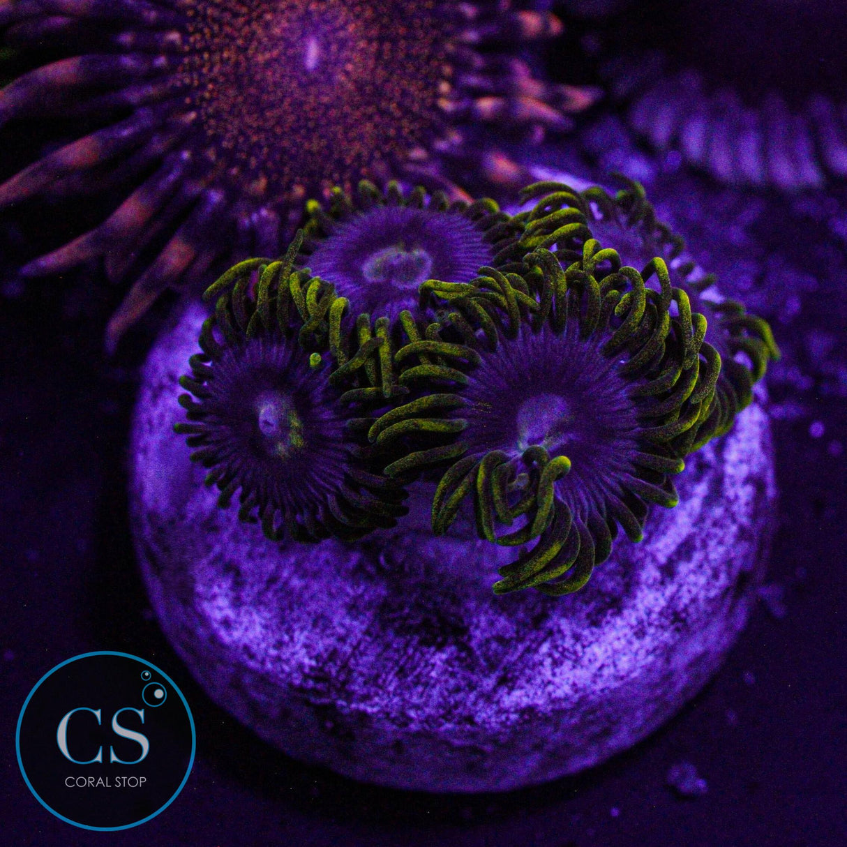 CS Electric Sapphire Zoa