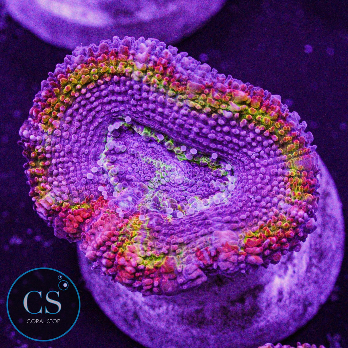 CS New Release Royal Flush Acan