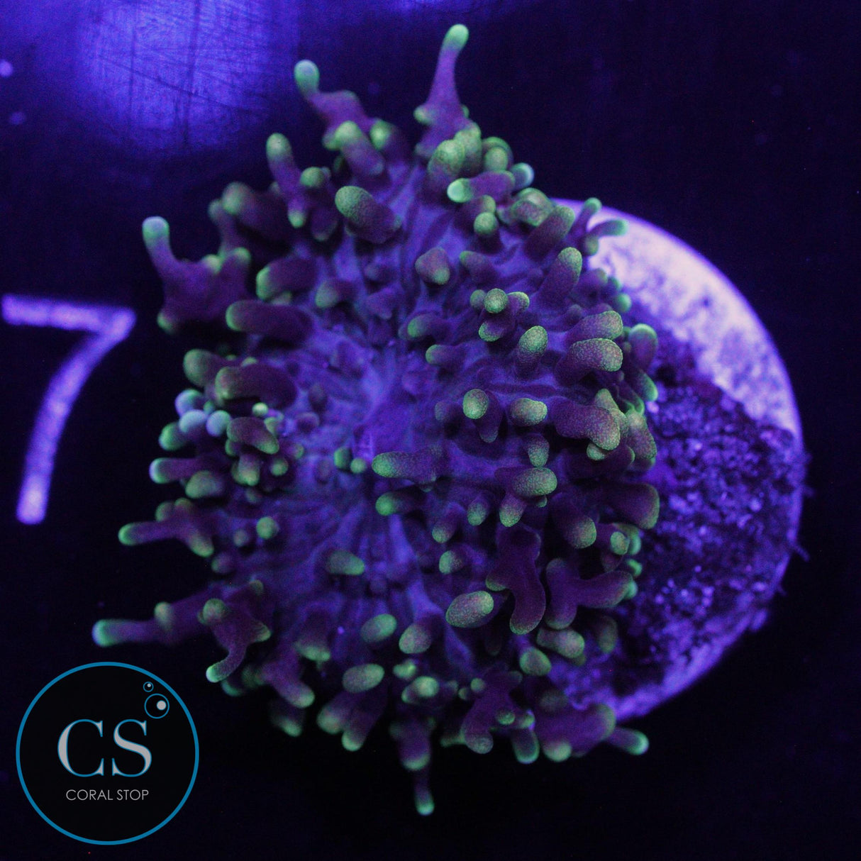 GREEN HAIRY MUSHROOM