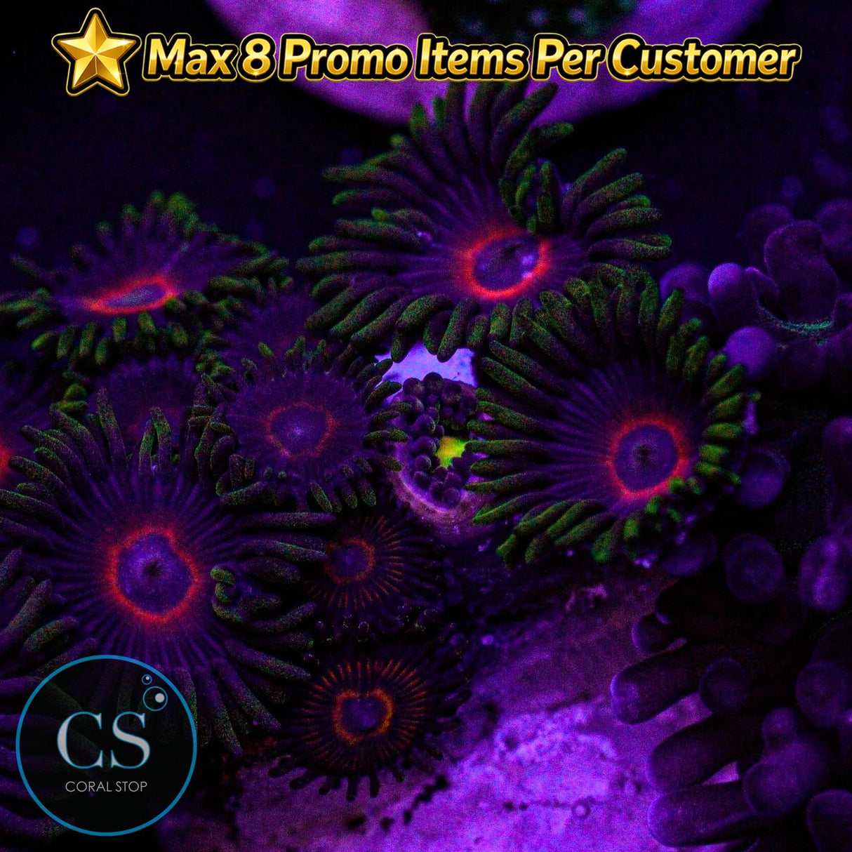 Purple Heart Zoa