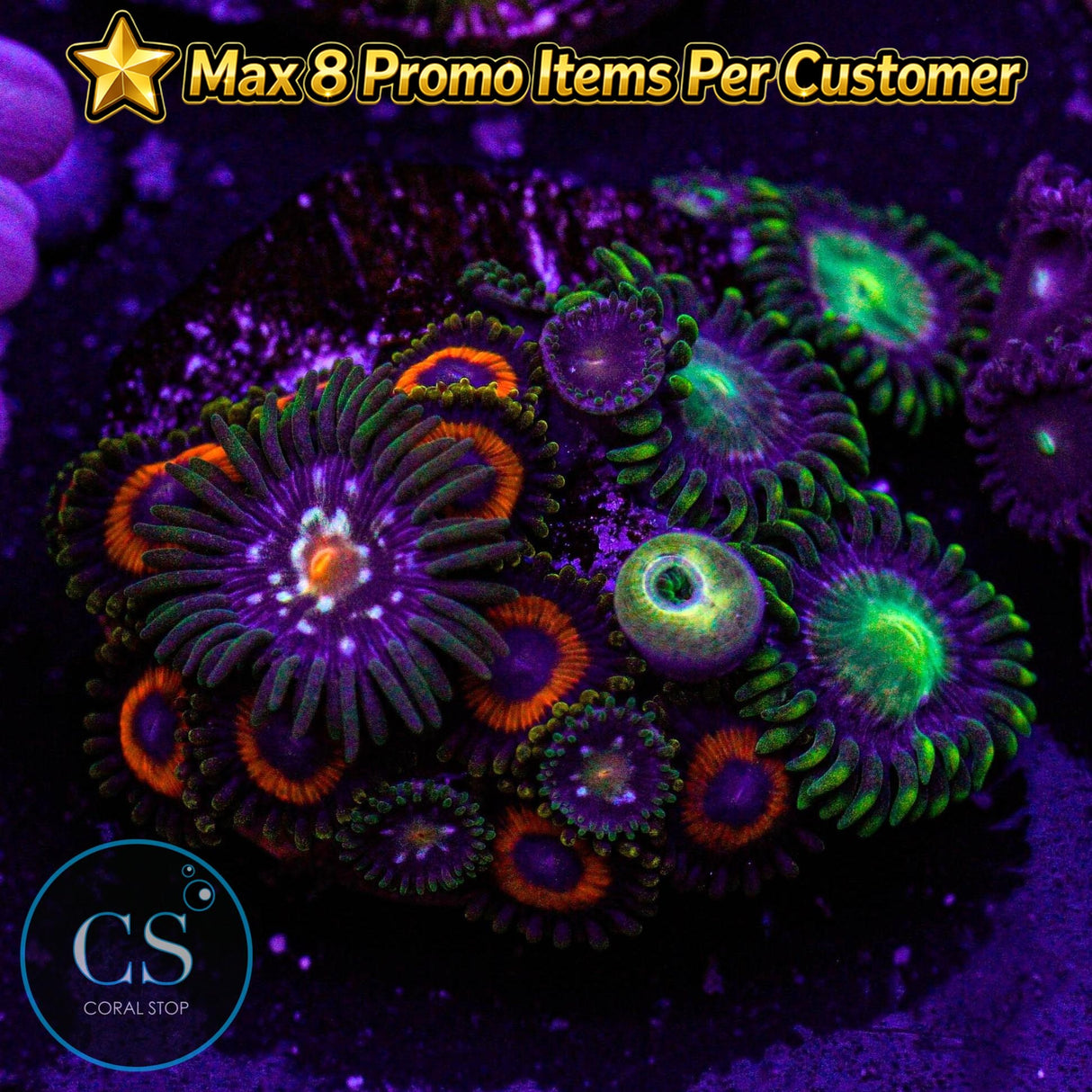 Combo Zoa