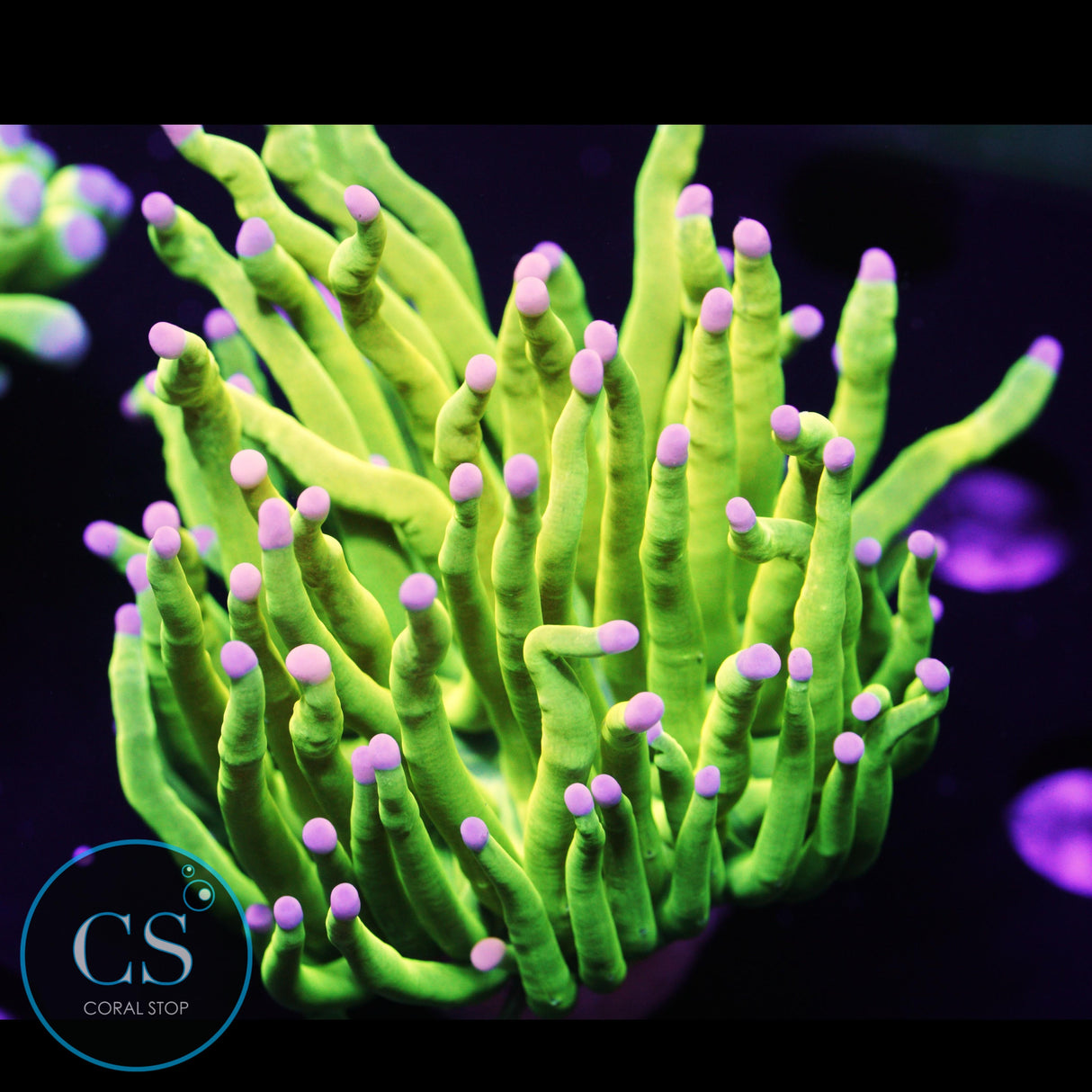 Cotton Candy Holy Grail Torch