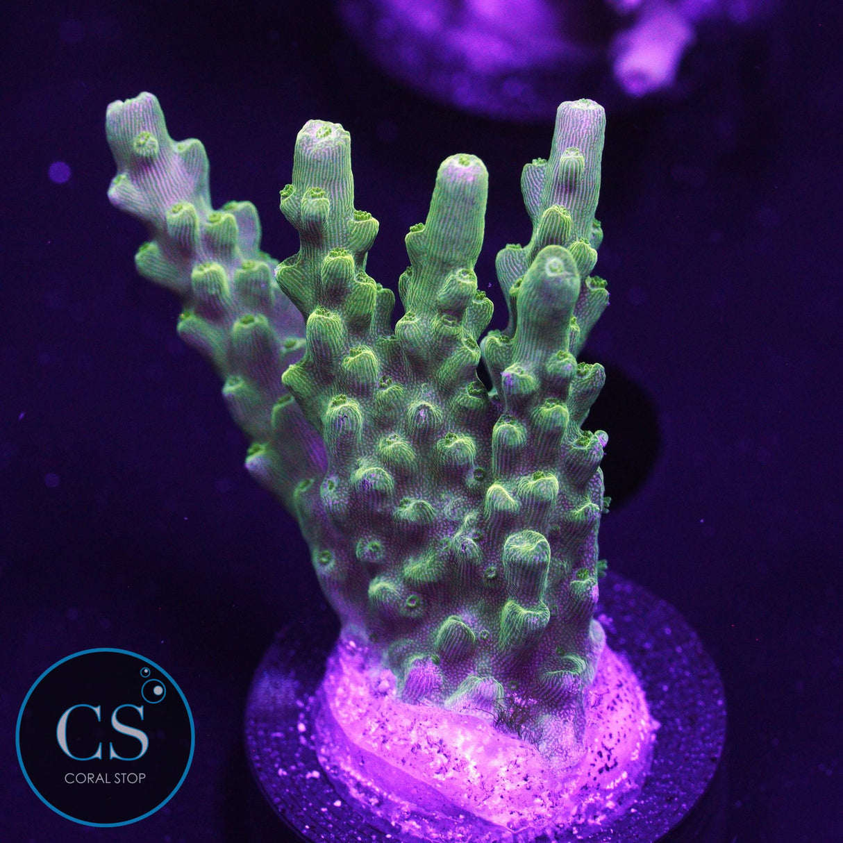 JF Hateraid Acro