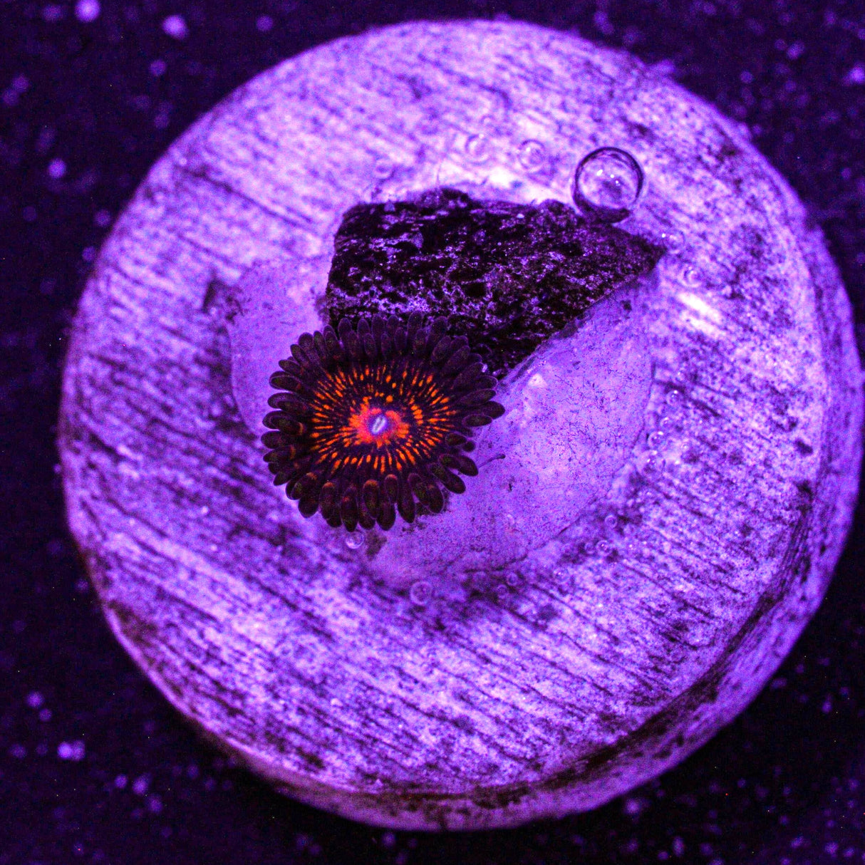 Campfire Zoa