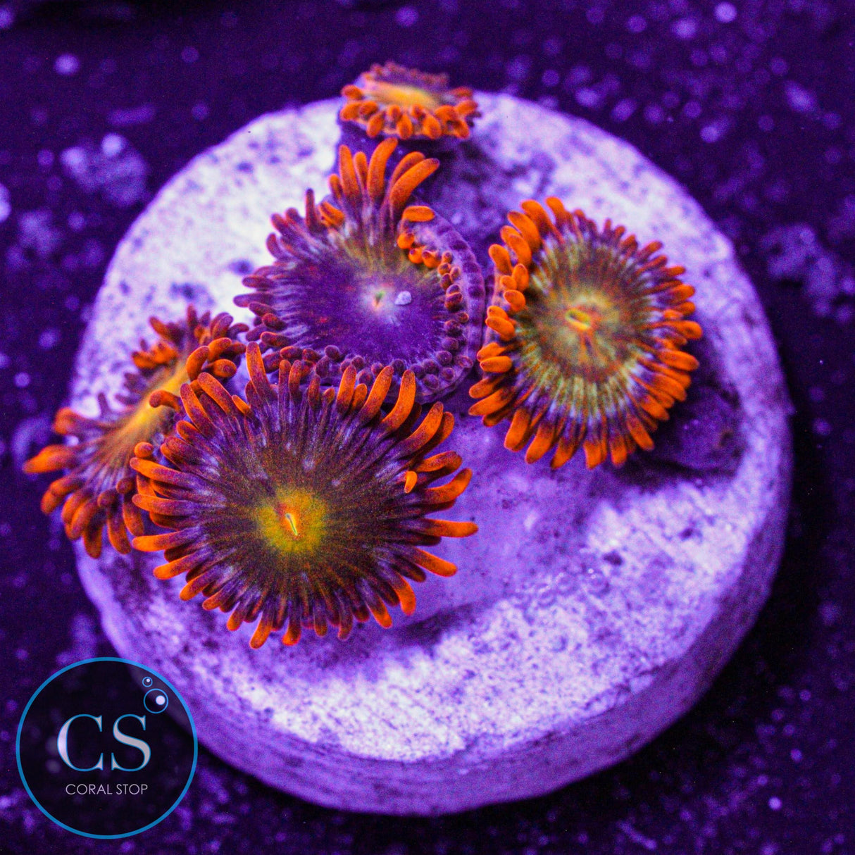 ASD Spitfire Zoa