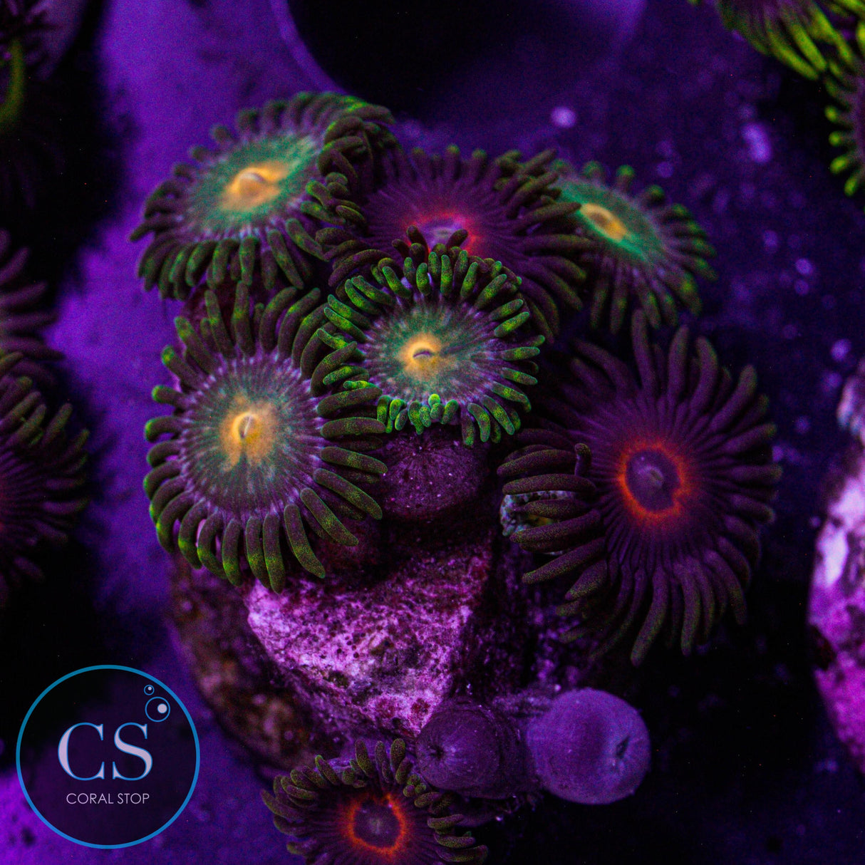 Combo Zoa
