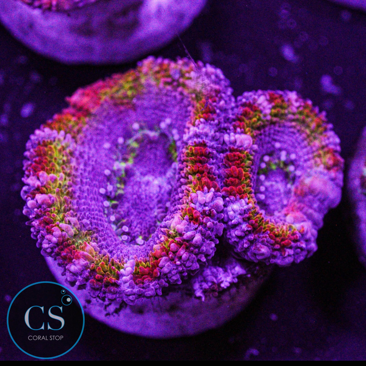 CS New Release Royal Flush Acan