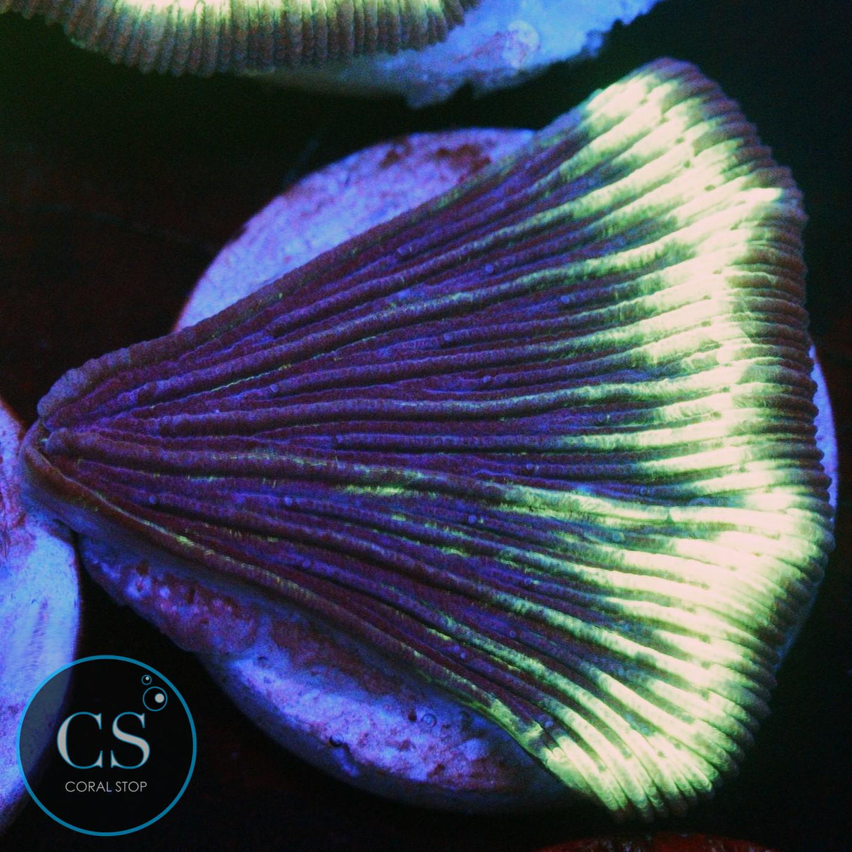 LAZER GRAPE DIASERIS PLATE