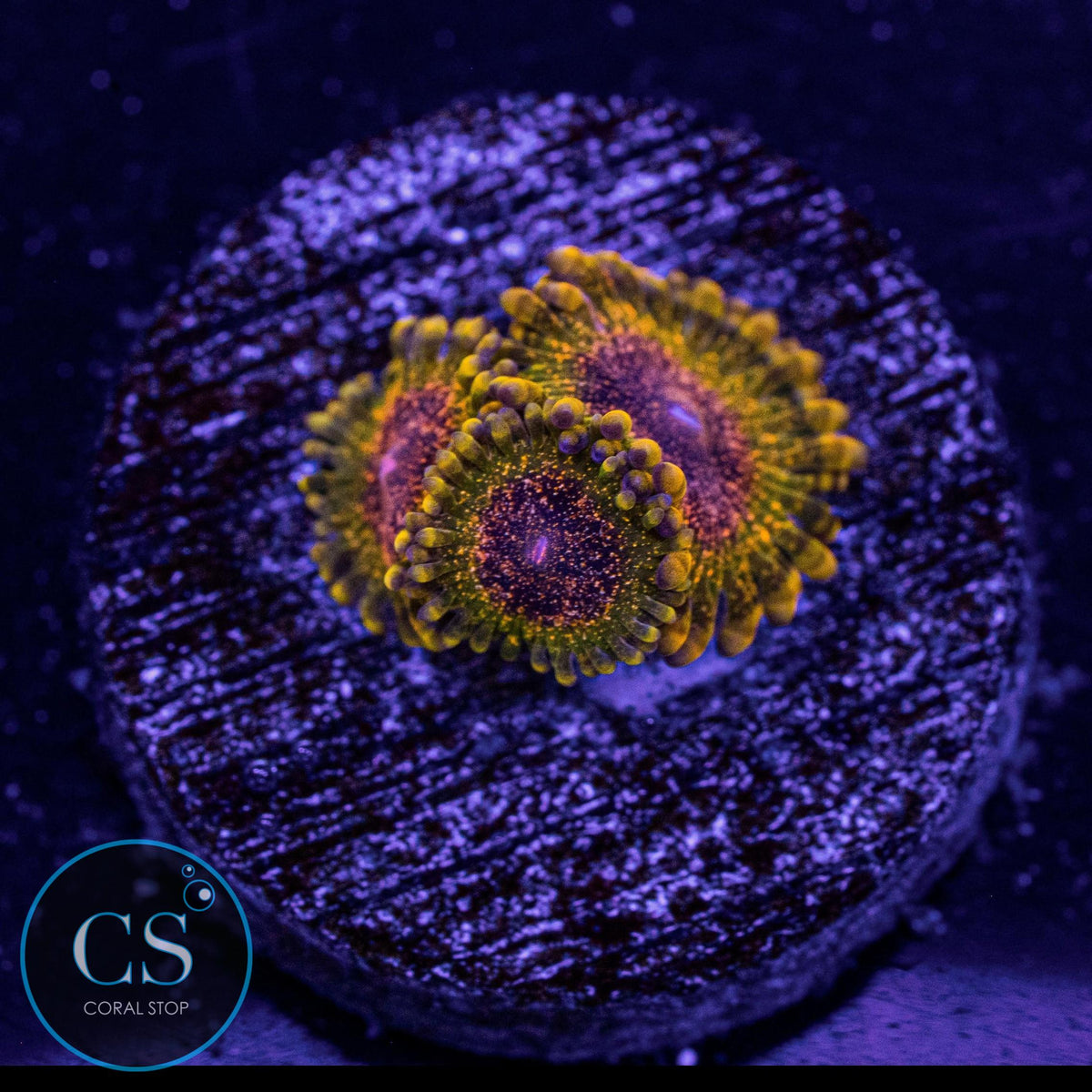 Northern Lights Zoa