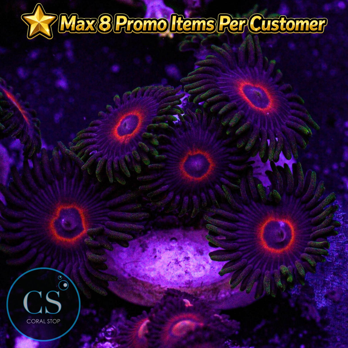 Purple Heart Zoa
