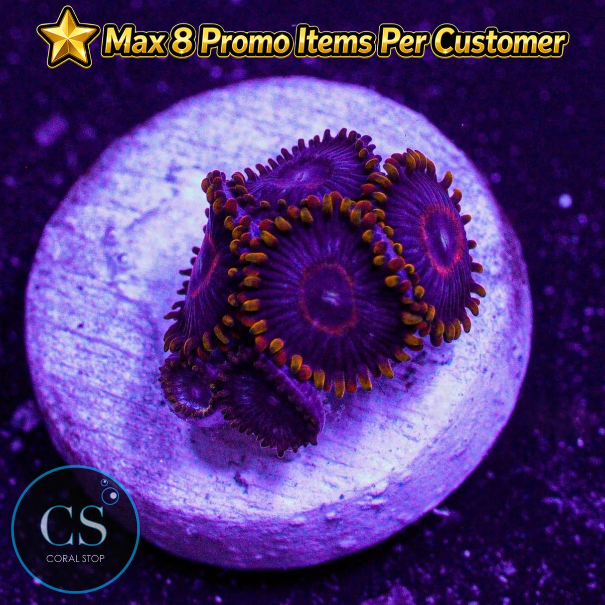 Red Hornet Zoa