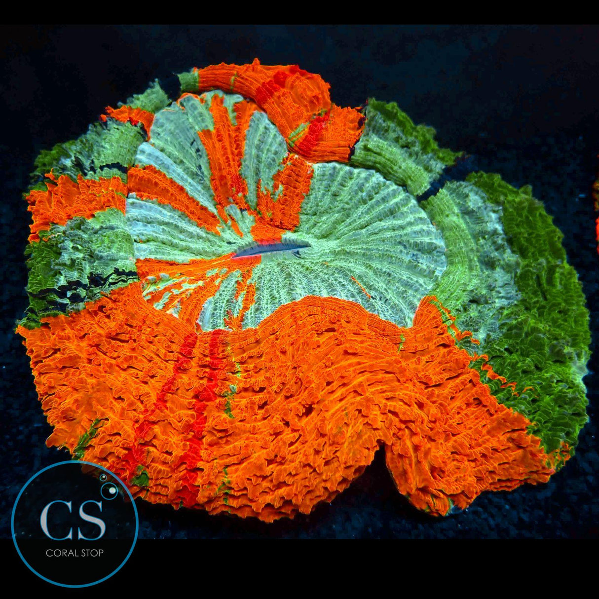 6"+ RAINBOW MASTER ACANTHOPHYLIA