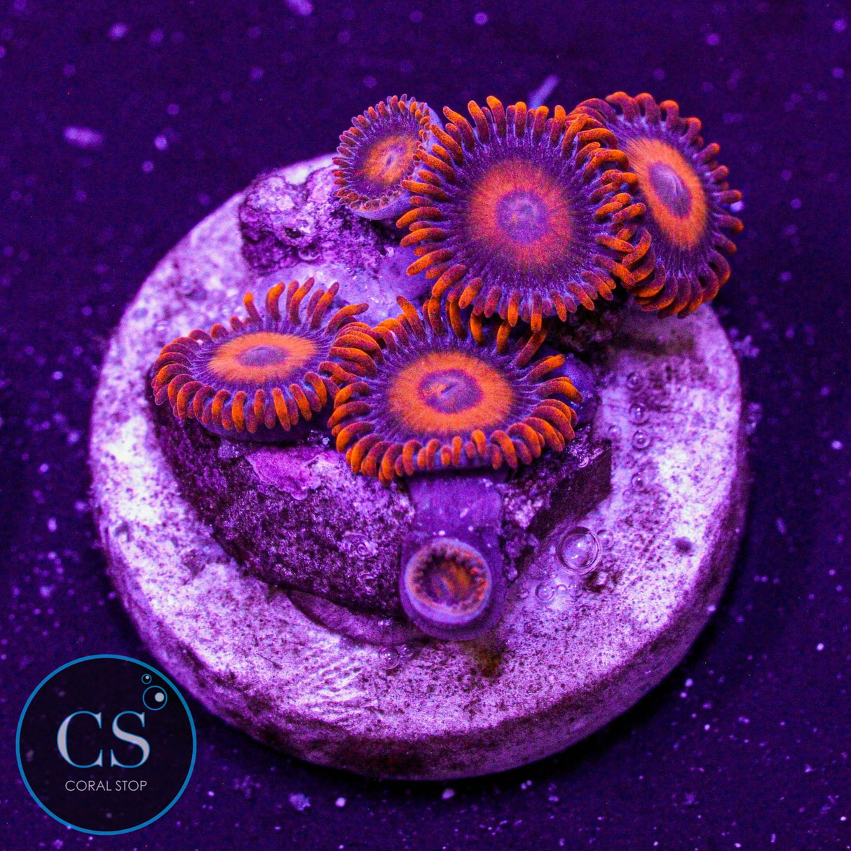 Orange Oxide Zoa