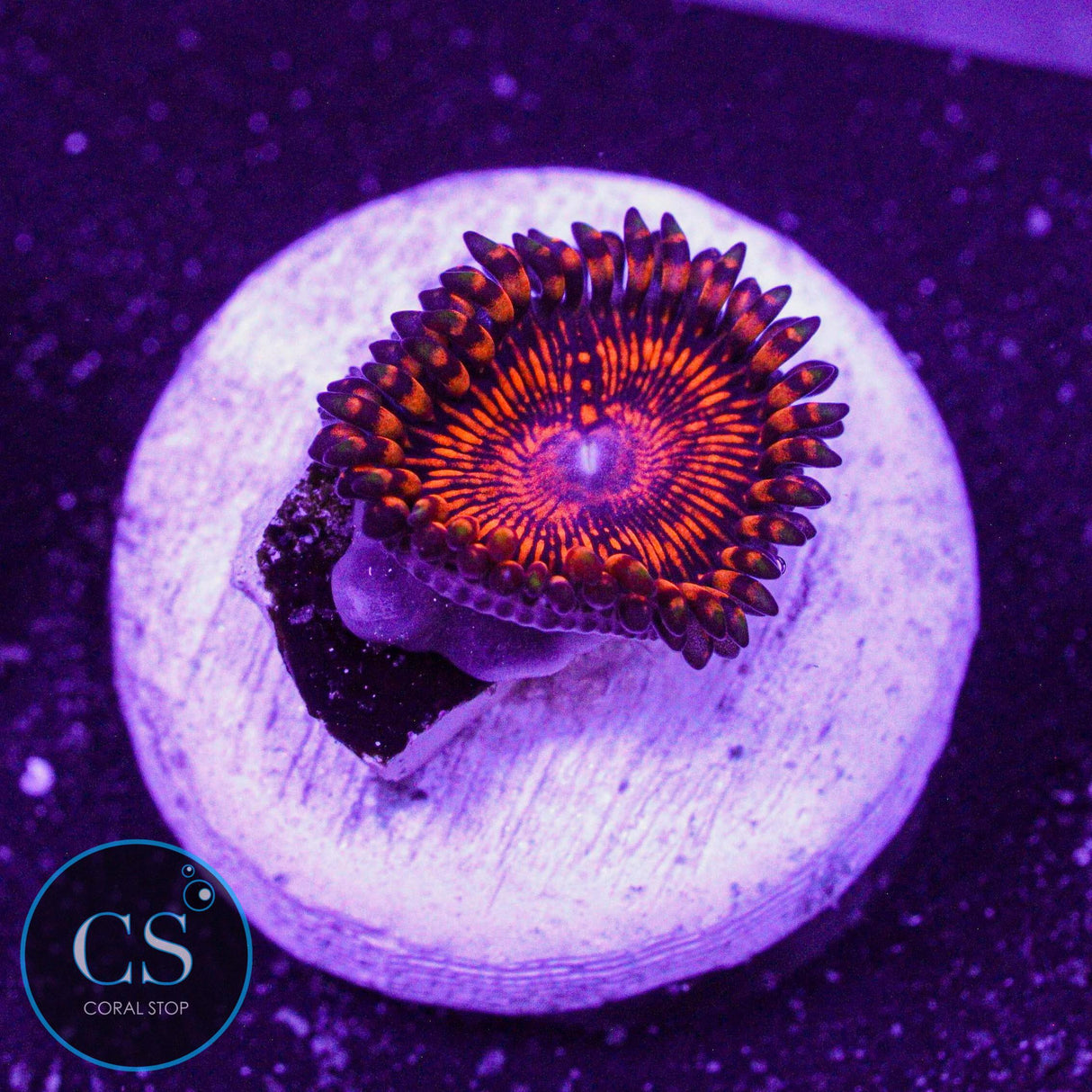Campfire Zoa