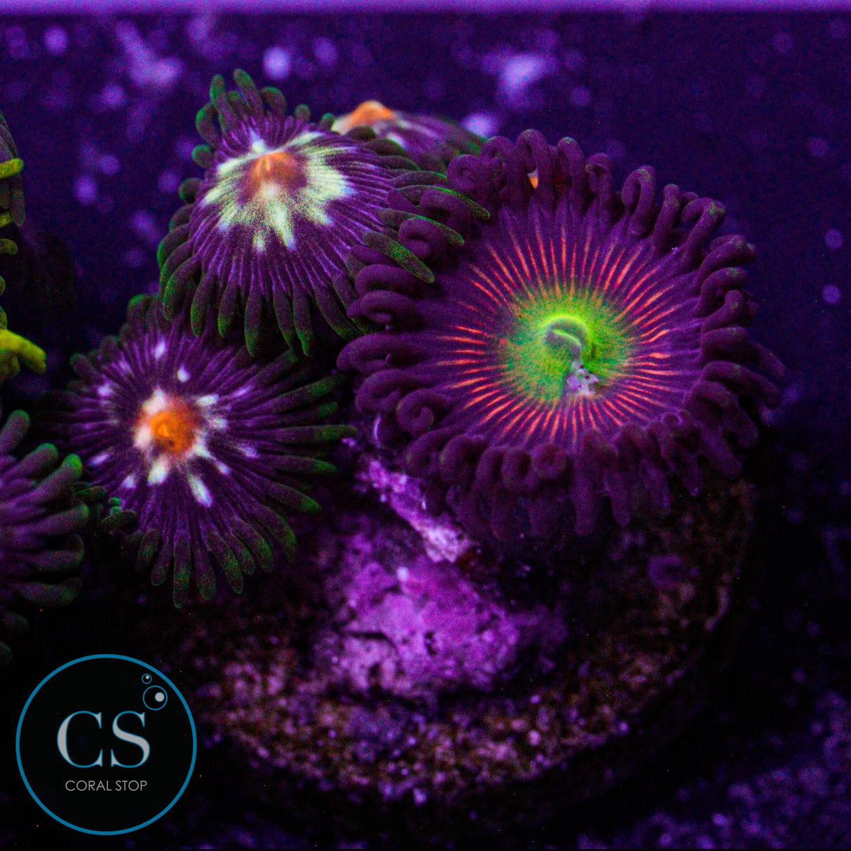 Combo Zoa