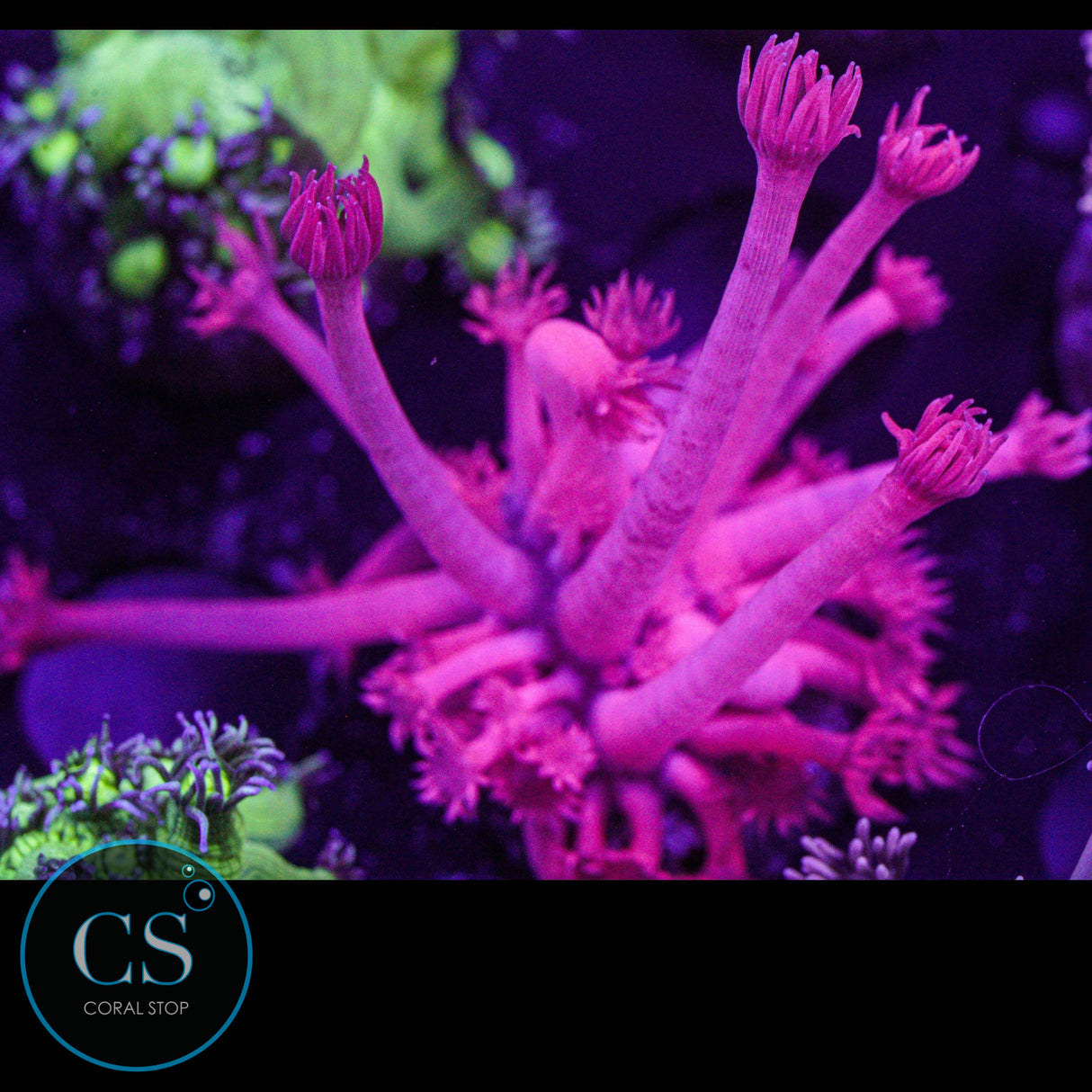 Fuchsia Red Goniopora