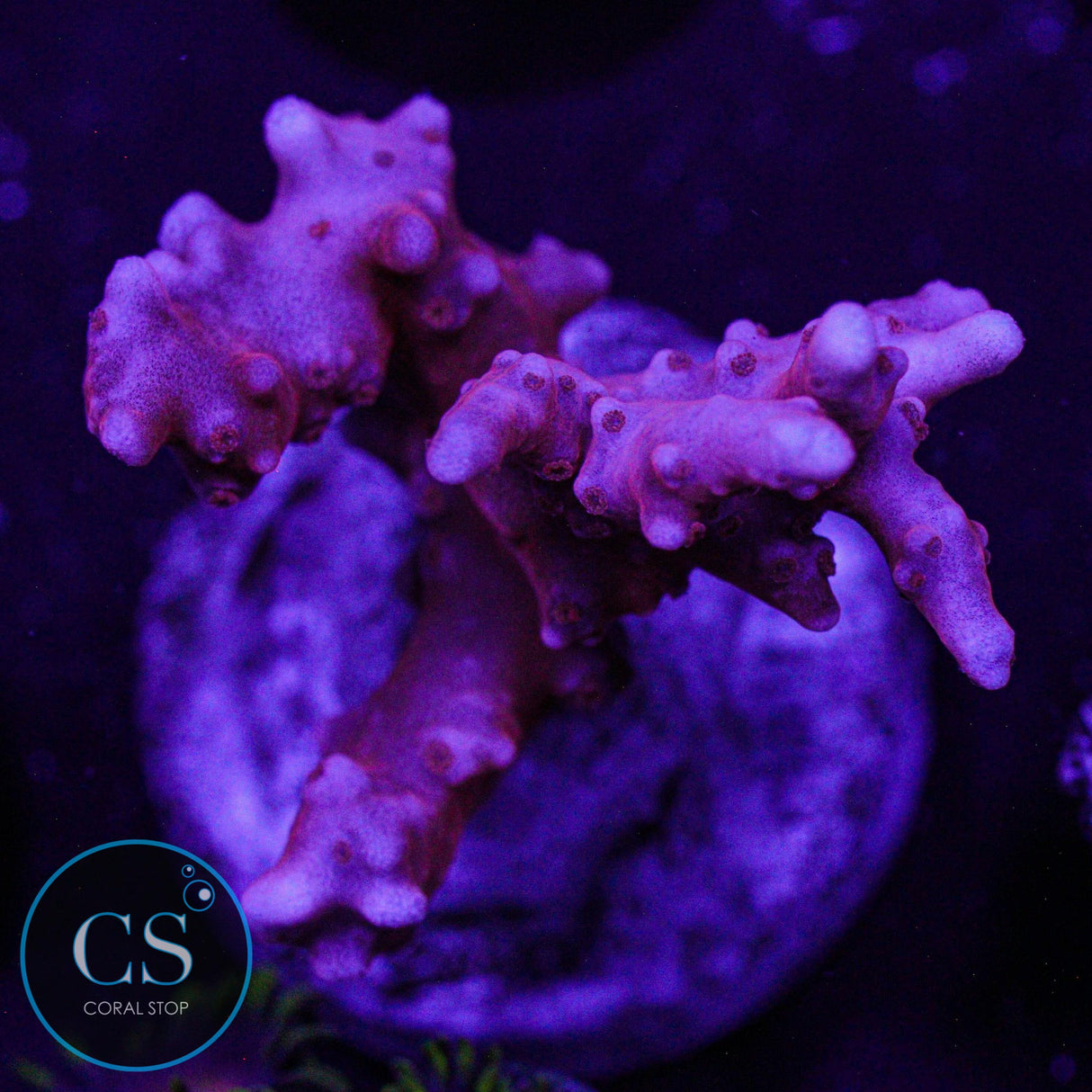JF TNT Anacropora