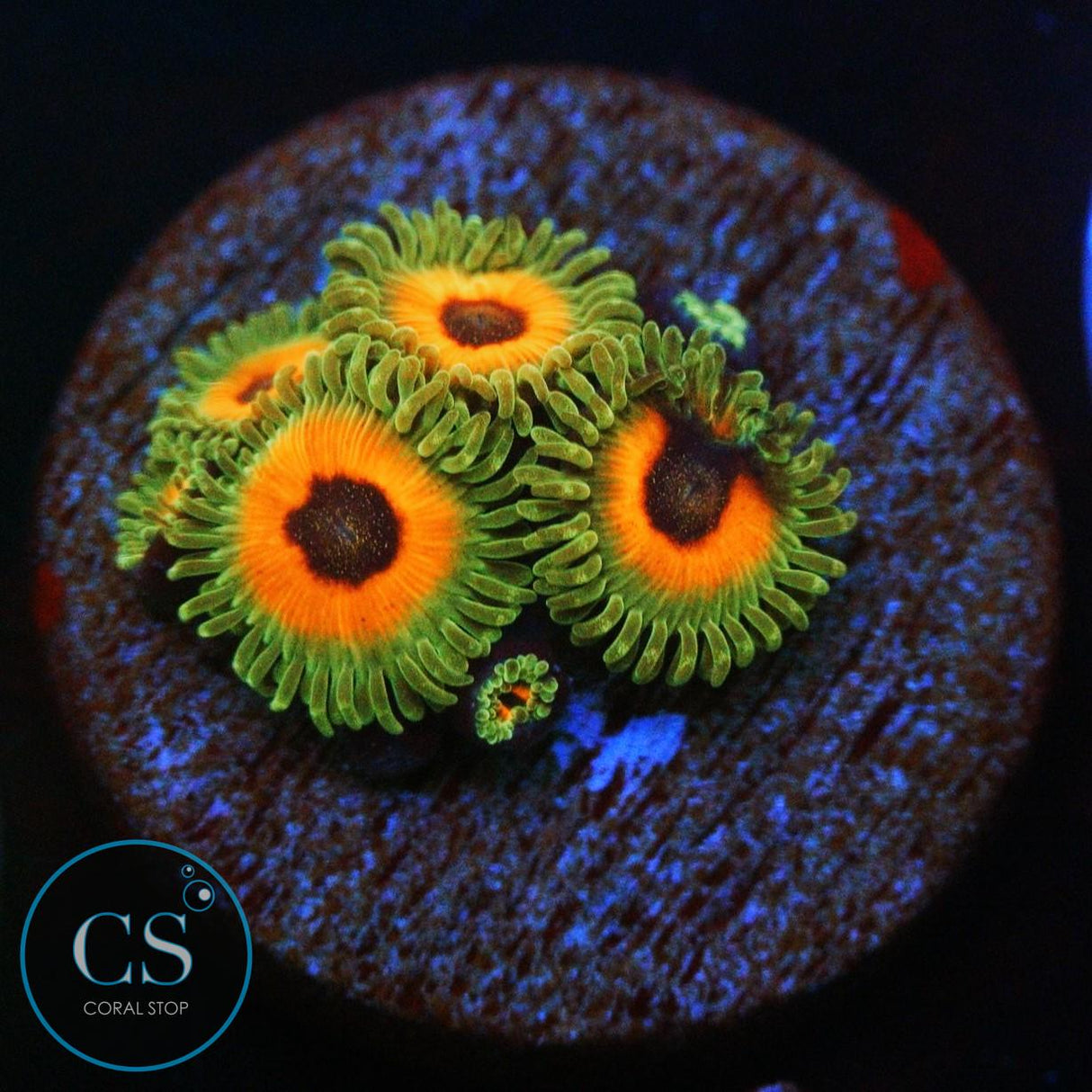 CS REVERSE RASTA ZOA