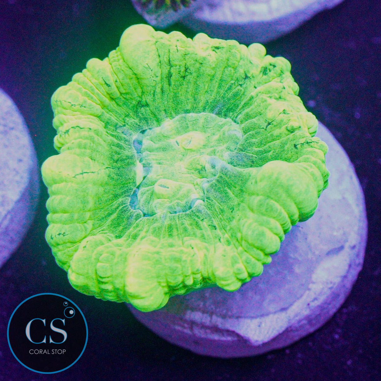 Kryptonite Candy Cane