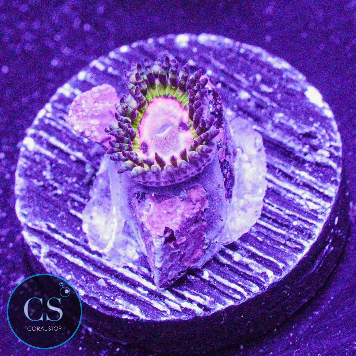 WWC Pink Krak Zoa