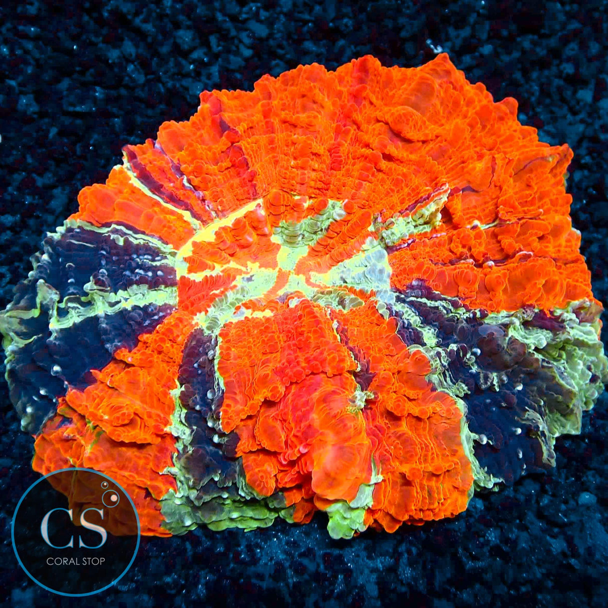 RAINBOW MASTER ACANTHOPHYLIA