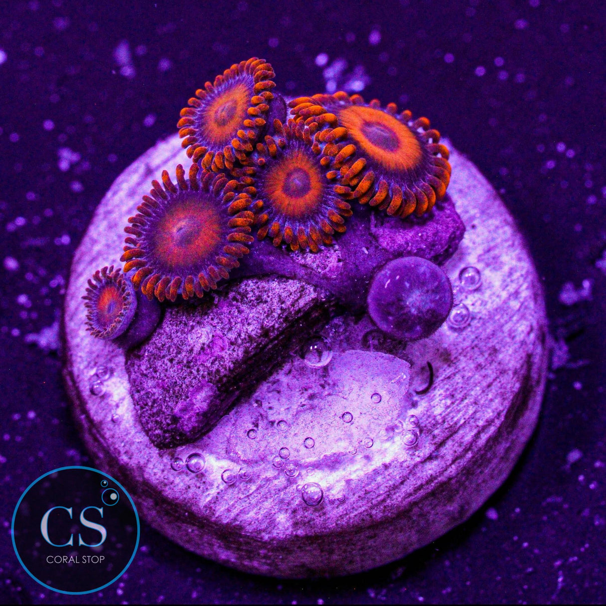 Orange Oxide Zoa
