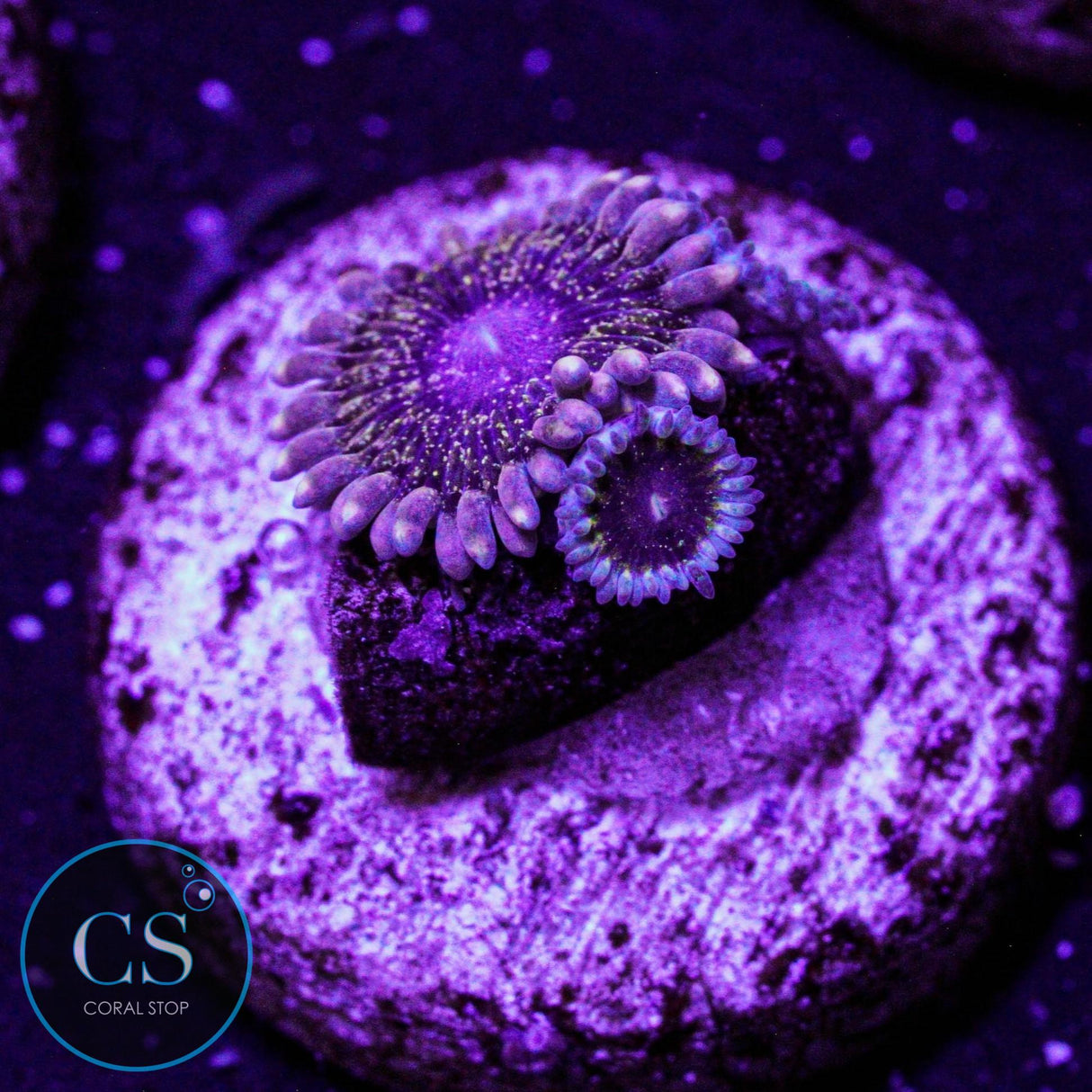 Solar Circus Zoa