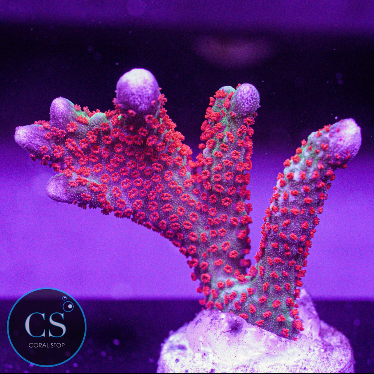 Bubblegum Digitata