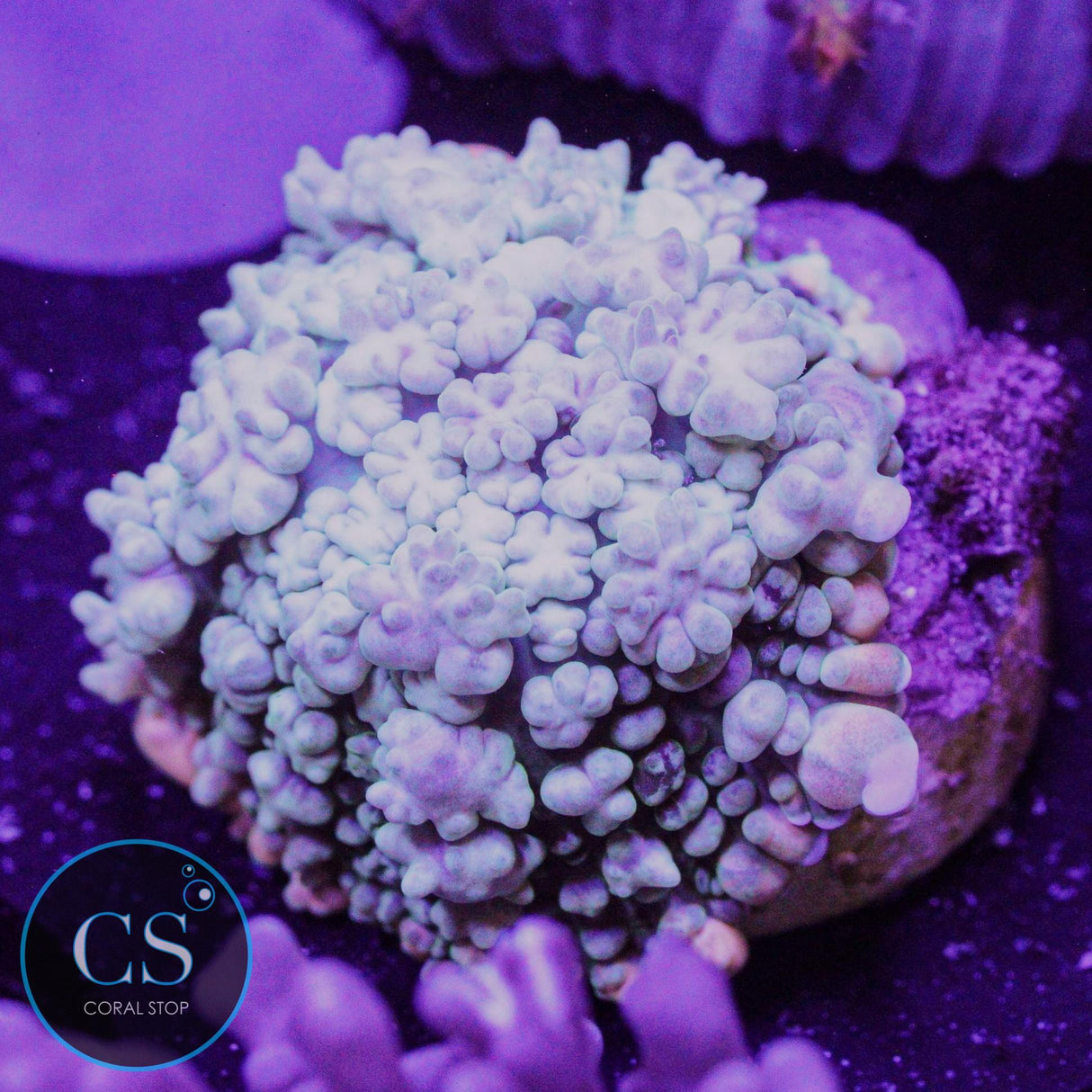 Frankenstein's Monster Bounce Mushroom