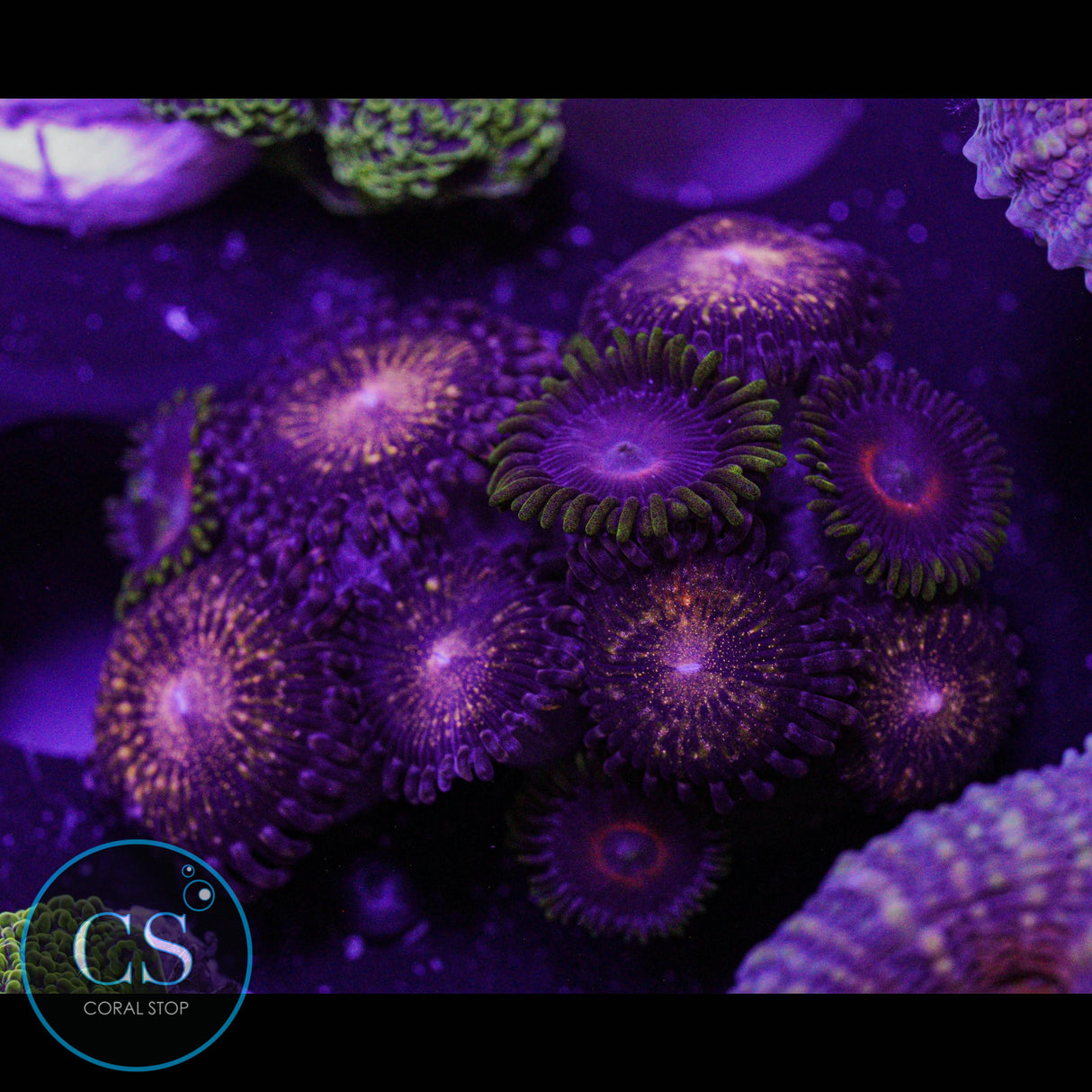 Combo Zoa