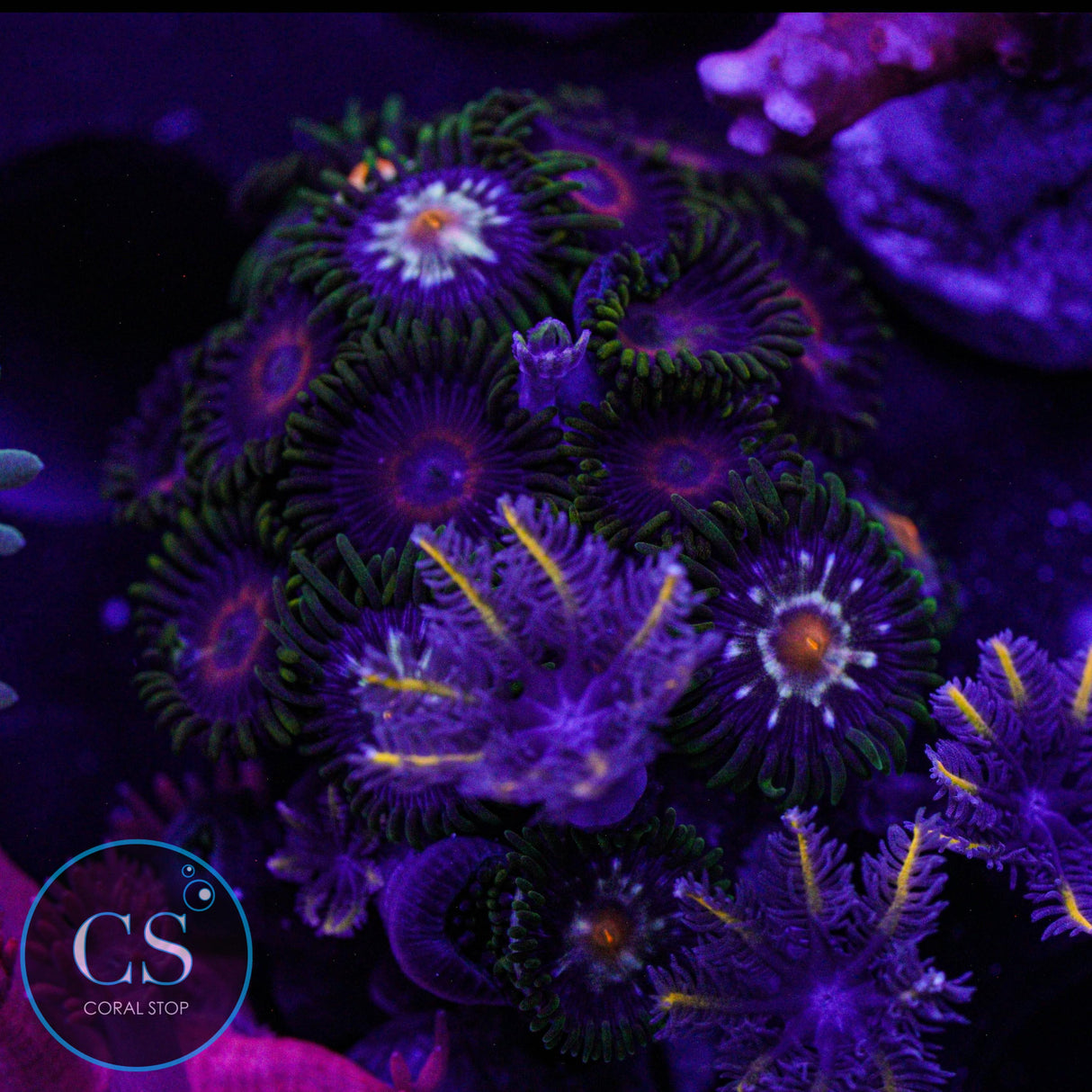 Combo Zoa