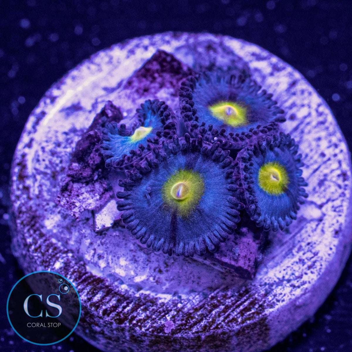 WWC AOI Zoa