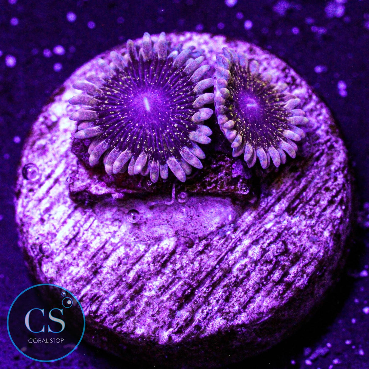 Solar Circus Zoa