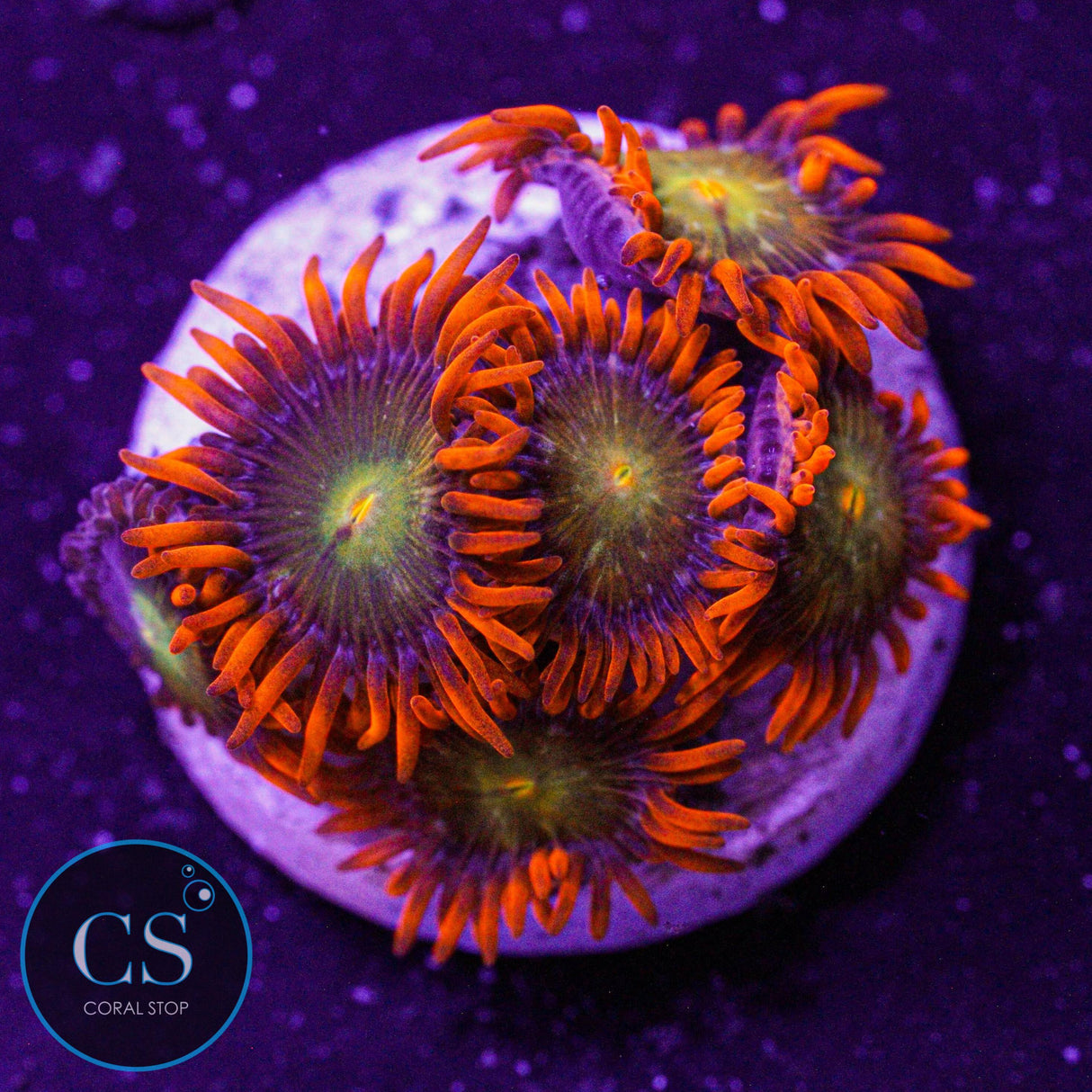 ASD Spitfire Zoa