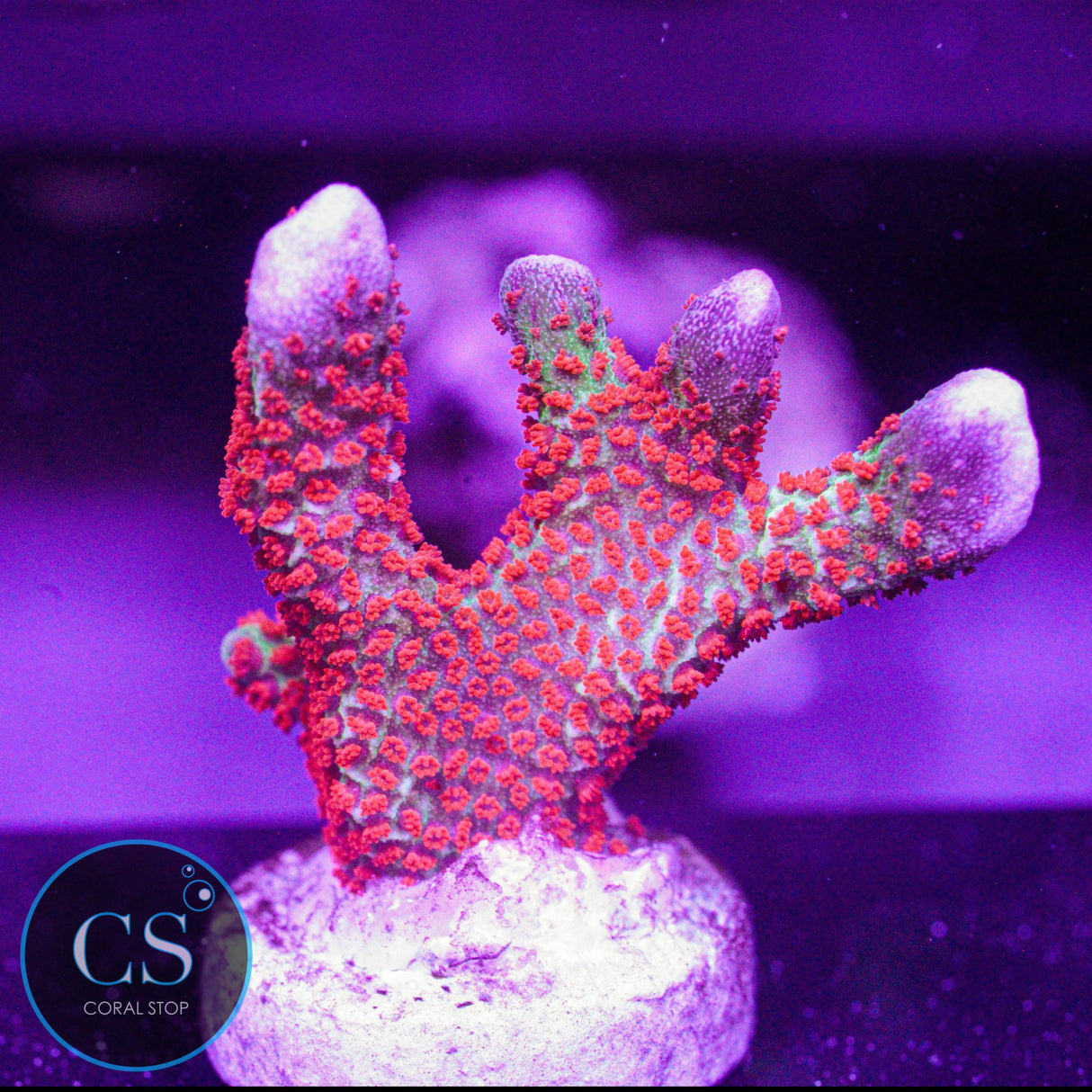 Bubblegum Digitata