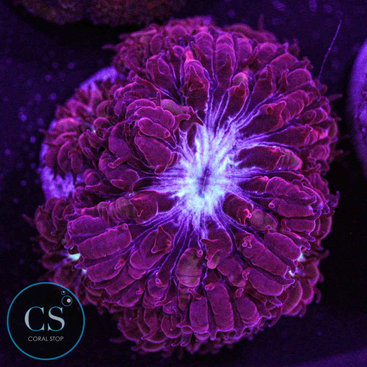 CS Midnight Ice Blasto