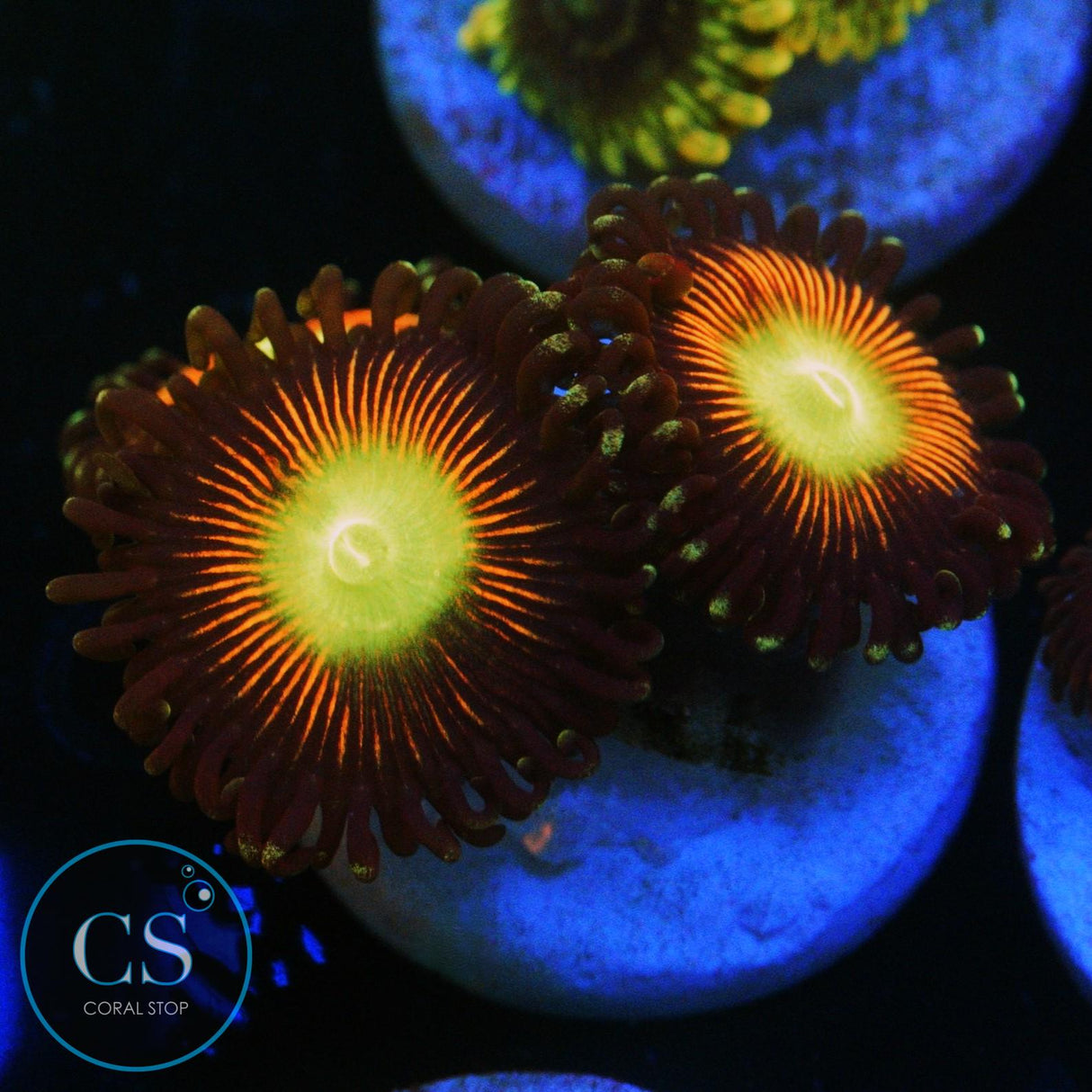 ULTIMATE CAT EYES ZOA