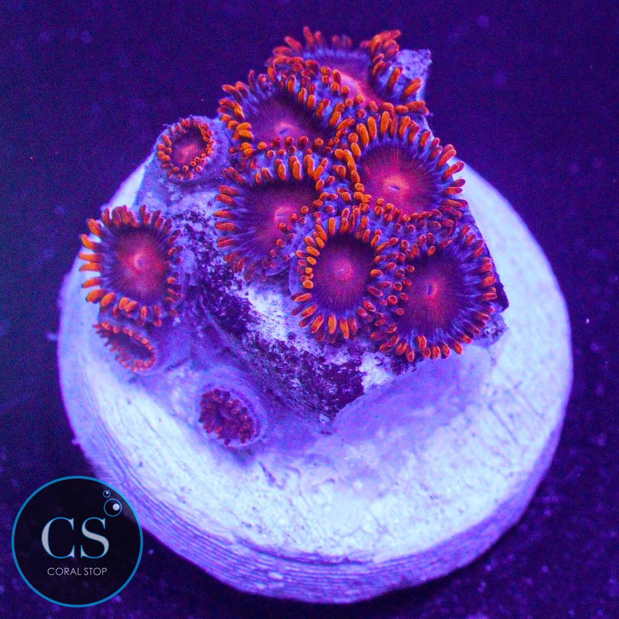 Orange Bam Bam Zoa