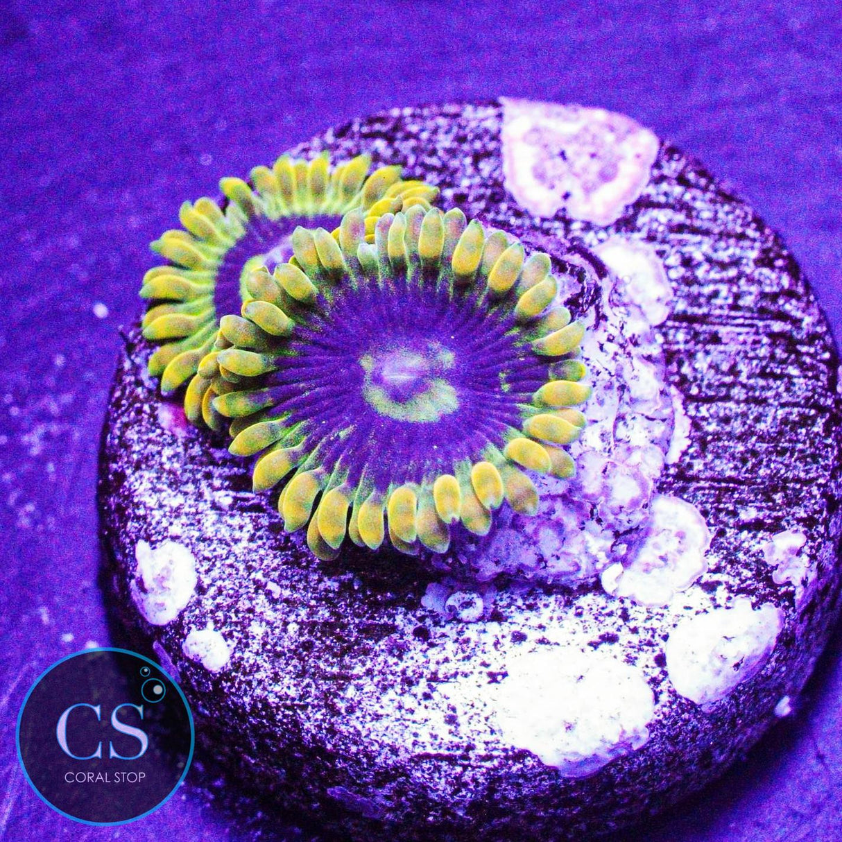 Rainbow Yoda Zoa