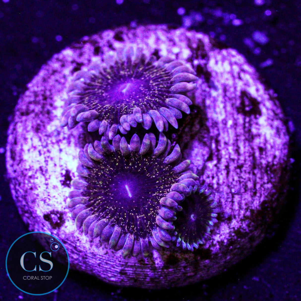 Solar Circus Zoa